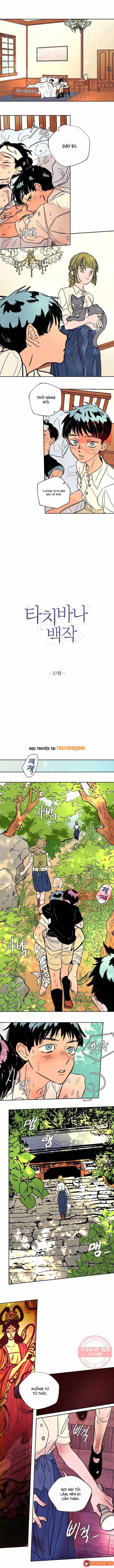 Bá Tước Tachibana Chap 37 - Next Chap 38
