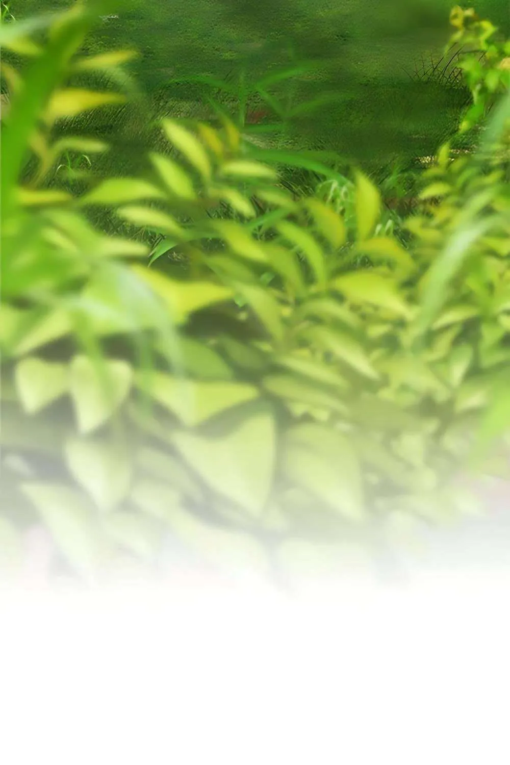Dưới Rừng Chanh Vàng Chap 7 - Next Chap 8