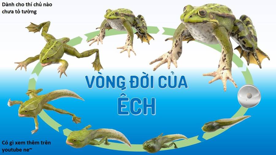 Hổ Đến Chơi Nhà Chap 101 - Next Chap 102