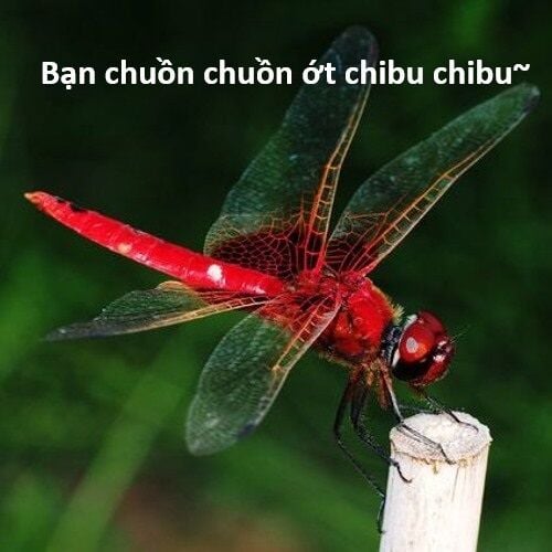 Hổ Đến Chơi Nhà Chap 117 - Next Chap 118
