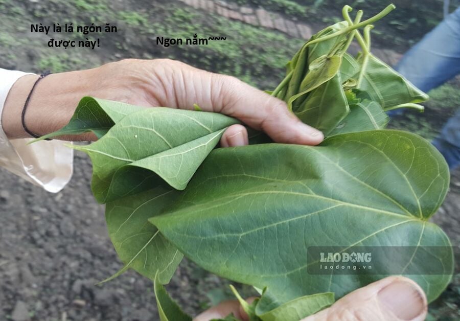 Hổ Đến Chơi Nhà Chap 117 - Next Chap 118