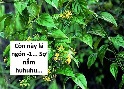 Hổ Đến Chơi Nhà Chap 117 - Next Chap 118
