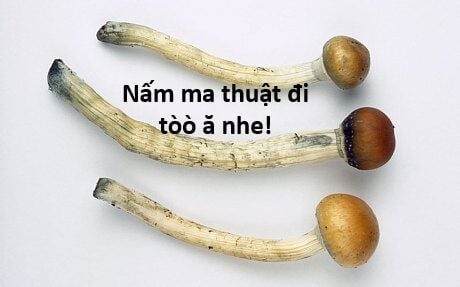 Hổ Đến Chơi Nhà Chap 121 - Next Chap 122