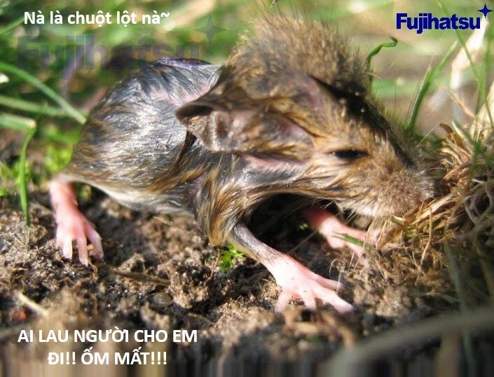 Hổ Đến Chơi Nhà Chap 128 - Next Chap 129