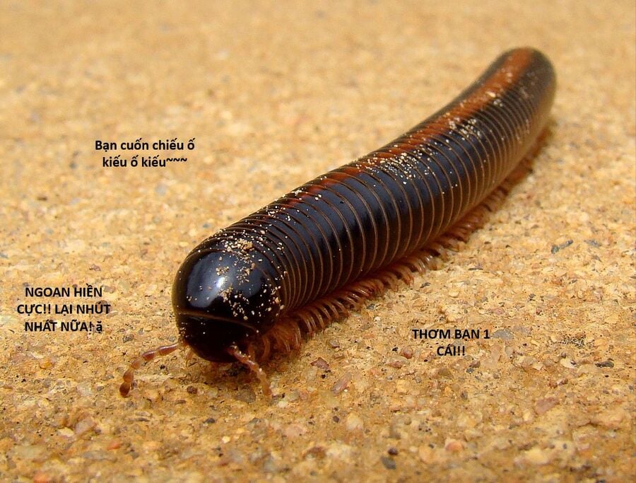 Hổ Đến Chơi Nhà Chap 130 - Next Chap 131