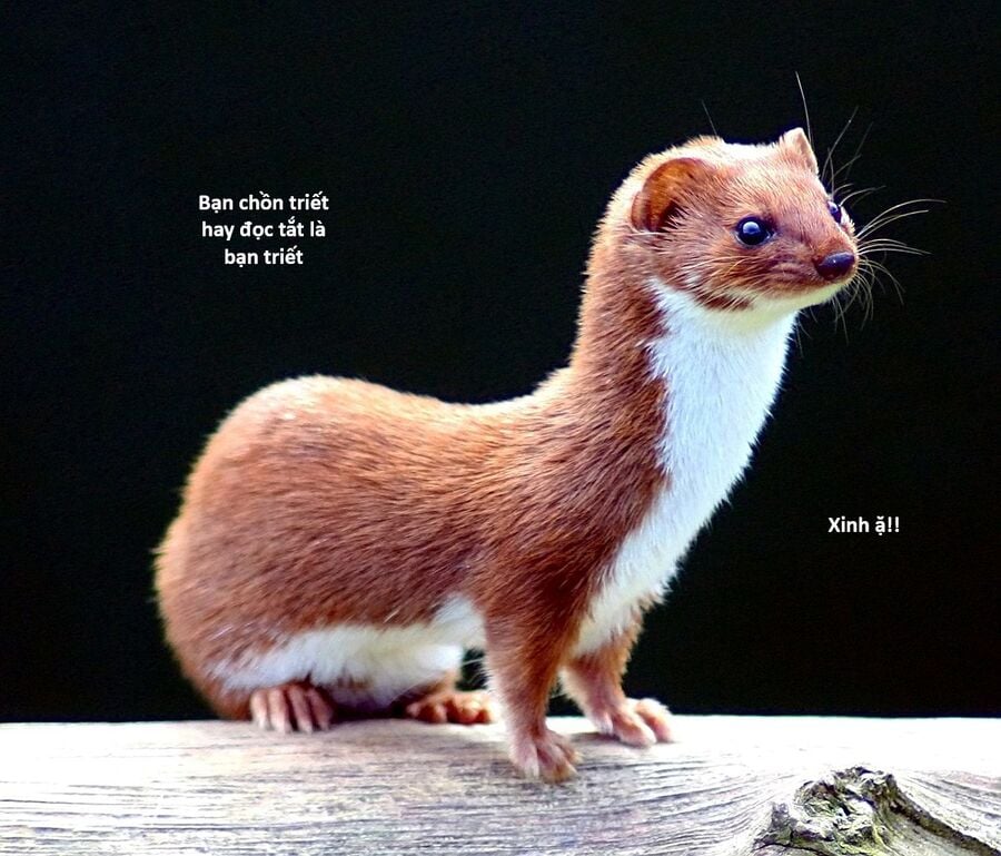 Hổ Đến Chơi Nhà Chap 130 - Next Chap 131