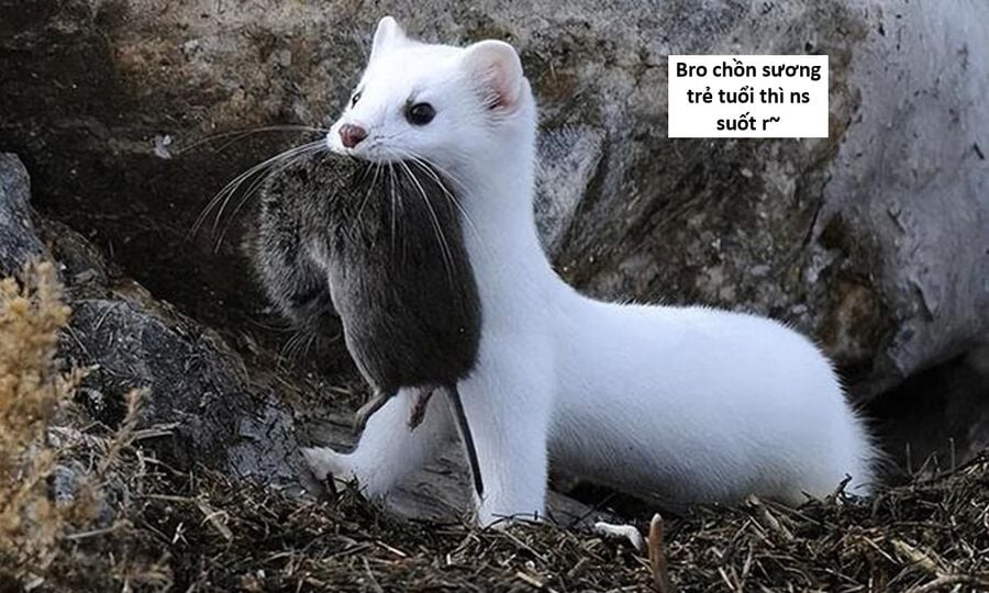 Hổ Đến Chơi Nhà Chap 130 - Next Chap 131