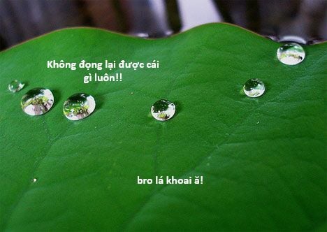 Hổ Đến Chơi Nhà Chap 131 - Next Chap 132