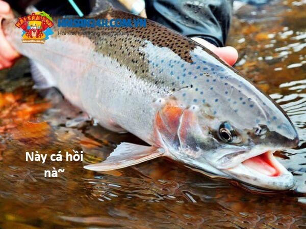 Hổ Đến Chơi Nhà Chap 131 - Next Chap 132