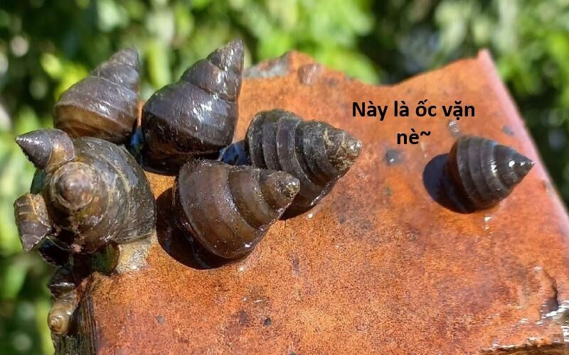 Hổ Đến Chơi Nhà Chap 135 - Next Chap 136