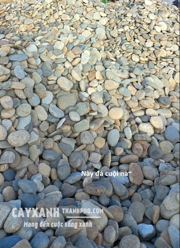 Hổ Đến Chơi Nhà Chap 136 - Next Chap 137