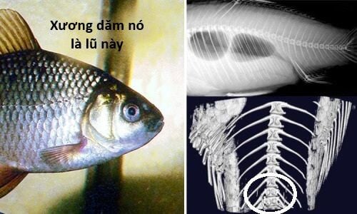 Hổ Đến Chơi Nhà Chap 136 - Next Chap 137