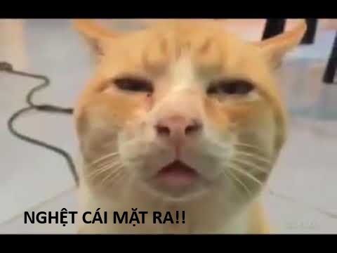 Hổ Đến Chơi Nhà Chap 138 - Next Chap 139