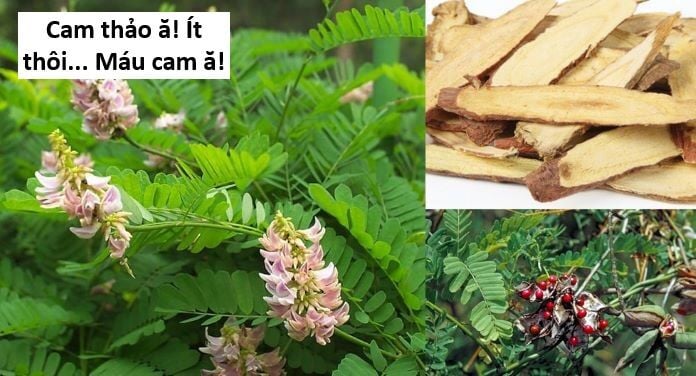 Hổ Đến Chơi Nhà Chap 143 - Next Chap 144