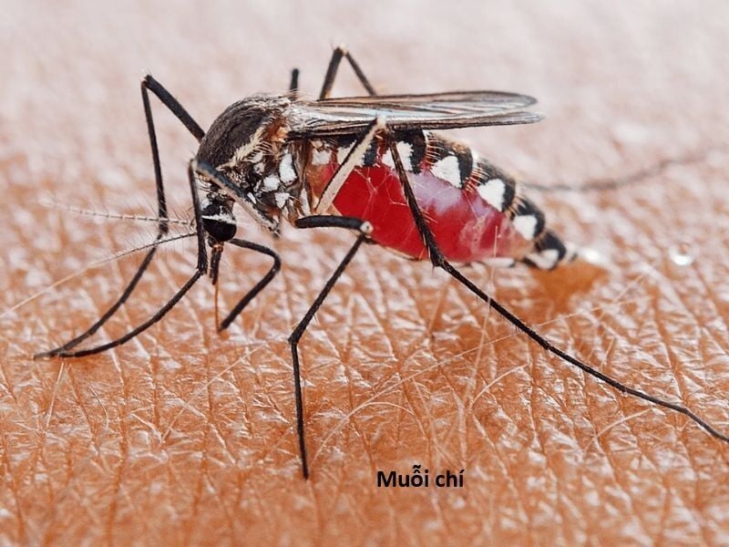 Hổ Đến Chơi Nhà Chap 144 - Next Chap 145