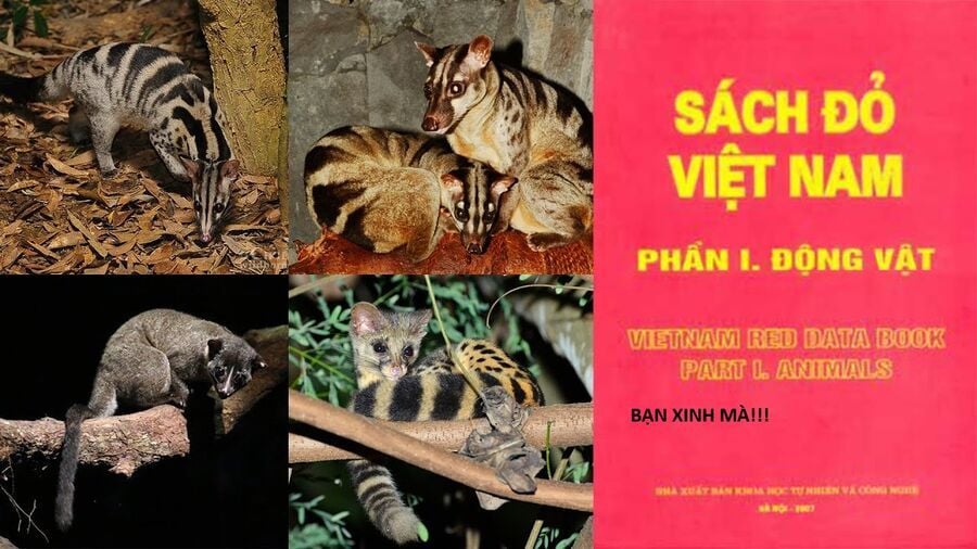 Hổ Đến Chơi Nhà Chap 144 - Next Chap 145