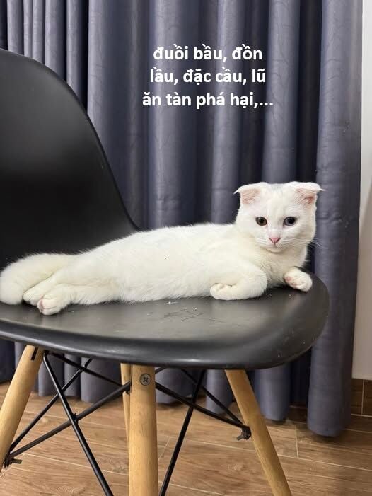 Hổ Đến Chơi Nhà Chap 146 - Next Chap 147