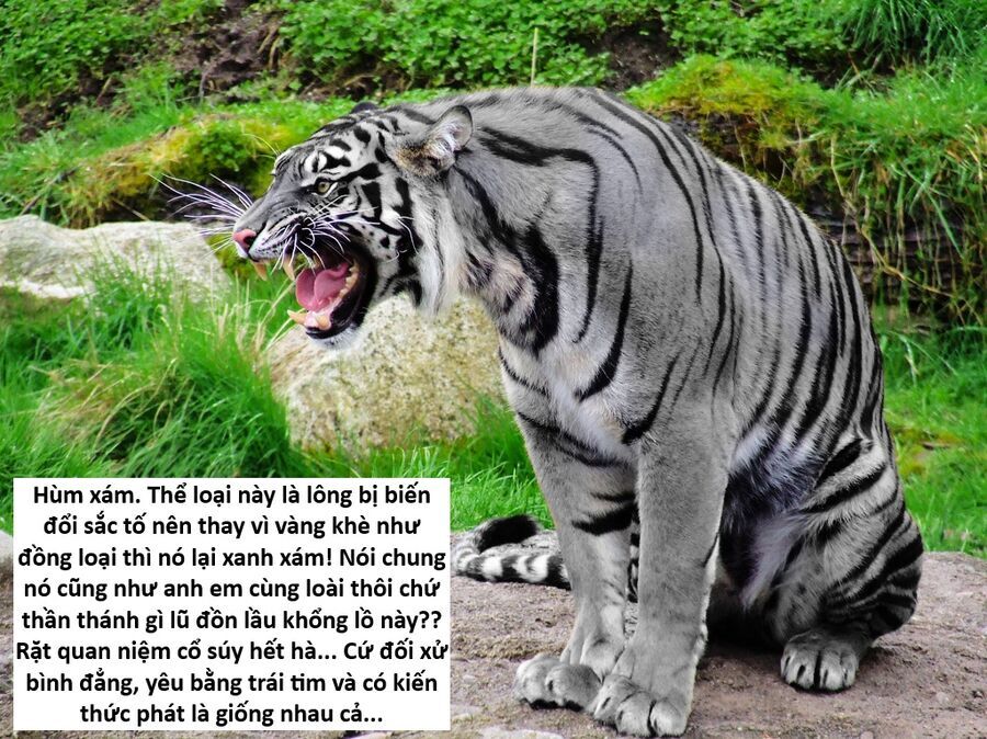 Hổ Đến Chơi Nhà Chap 147 - Next Chap 148