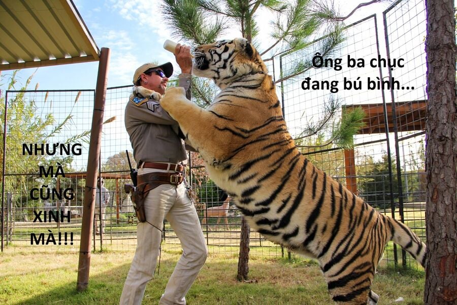 Hổ Đến Chơi Nhà Chap 148 - Next Chap 149