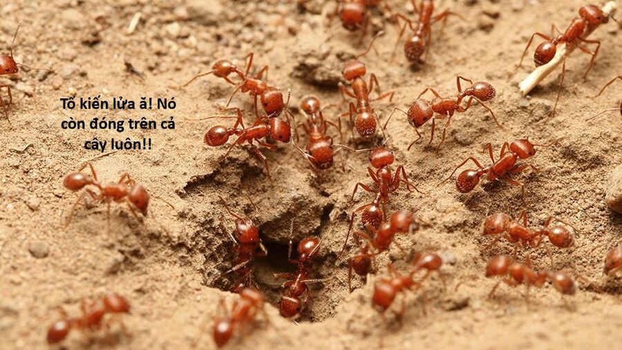 Hổ Đến Chơi Nhà Chap 159 - Next Chap 160