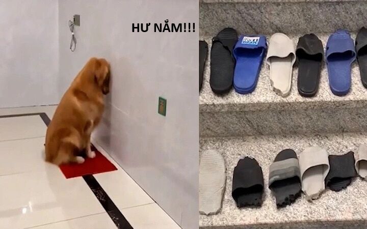 Hổ Đến Chơi Nhà Chap 159 - Next Chap 160