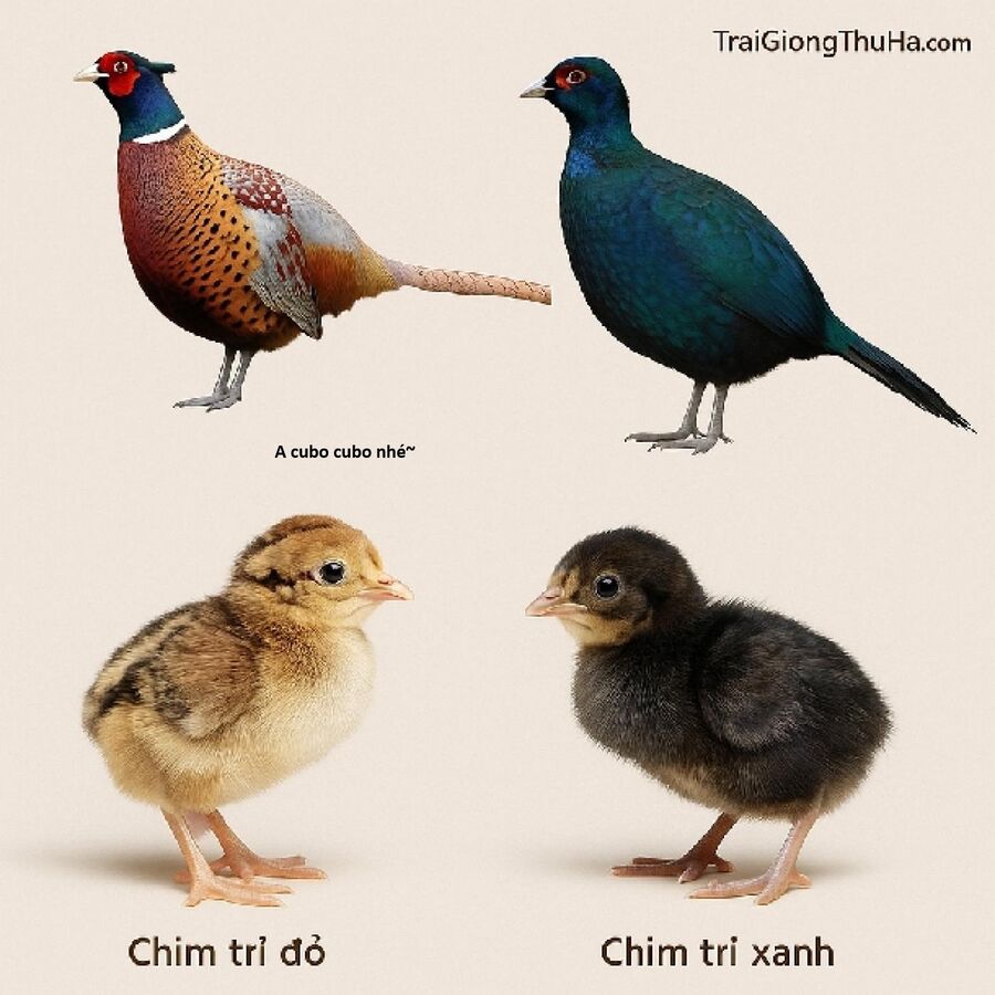 Hổ Đến Chơi Nhà Chap 173 - Next Chap 174