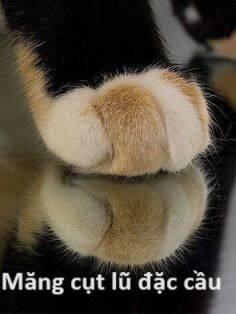 Hổ Đến Chơi Nhà Chap 71 - Next Chap 72