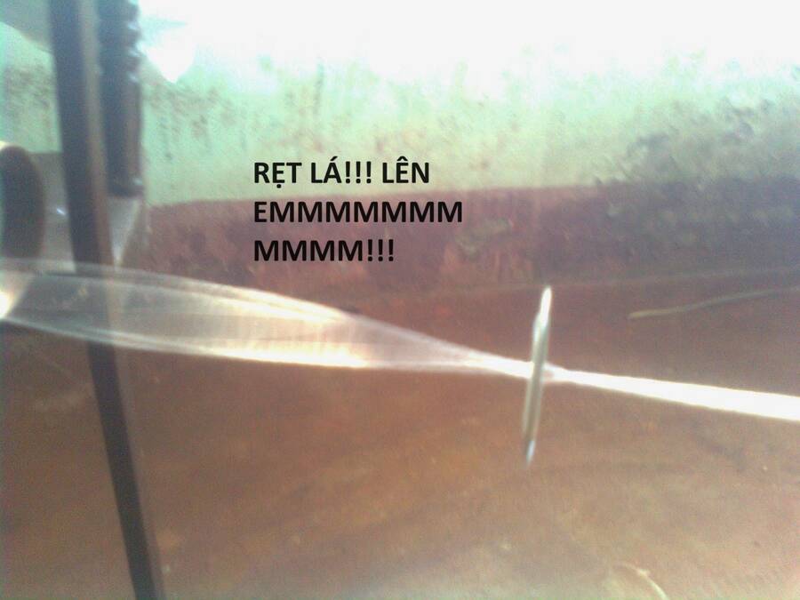 Hổ Đến Chơi Nhà Chap 71 - Next Chap 72