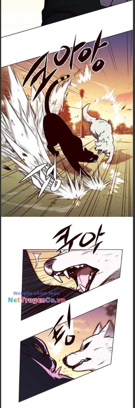 Hóa Thân Thành Mèo Chap 161 - Next Chap 162