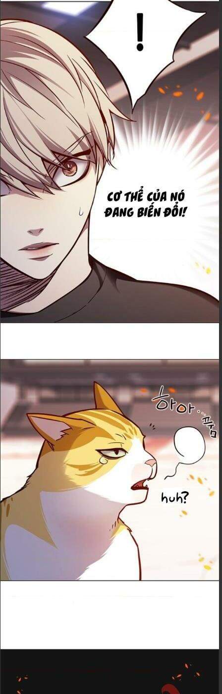 Hóa Thân Thành Mèo Chap 162 - Next Chap 163