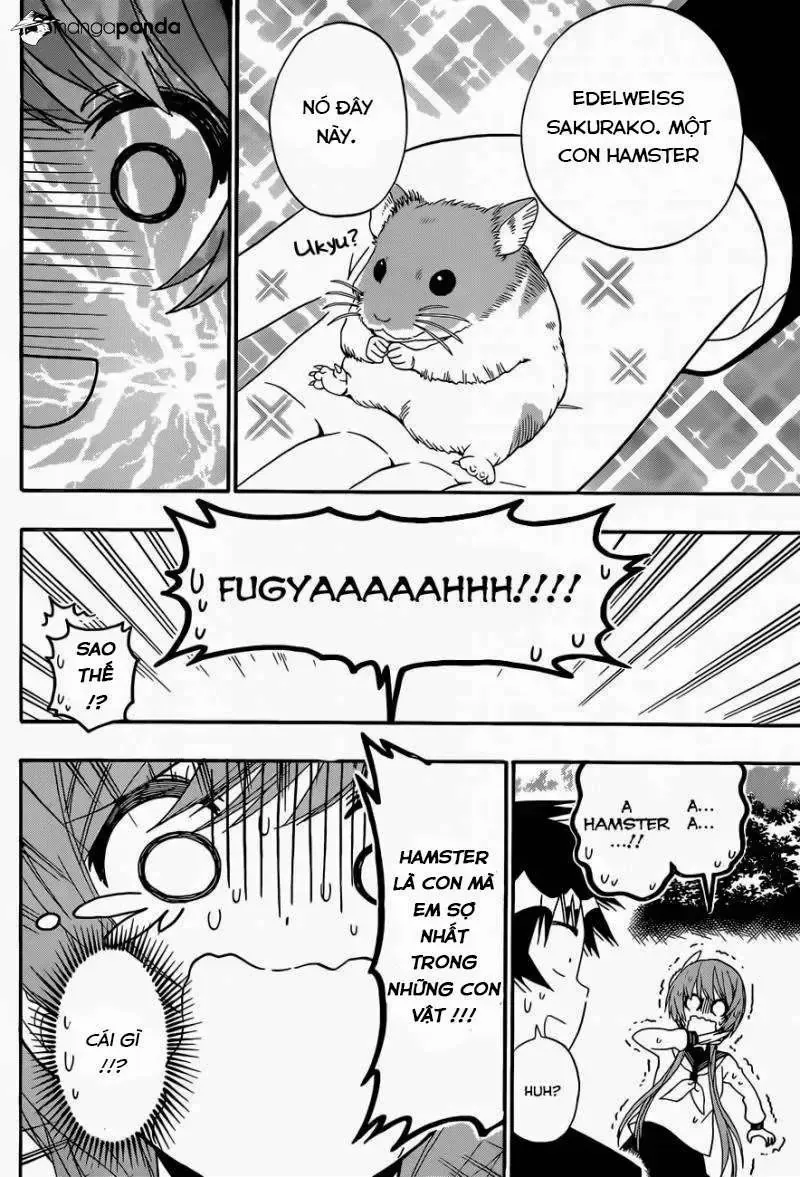 Nisekoi Chap 142 - Next Chap 143