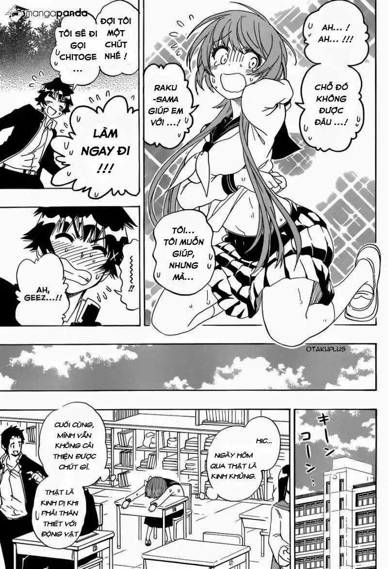 Nisekoi Chap 142 - Next Chap 143