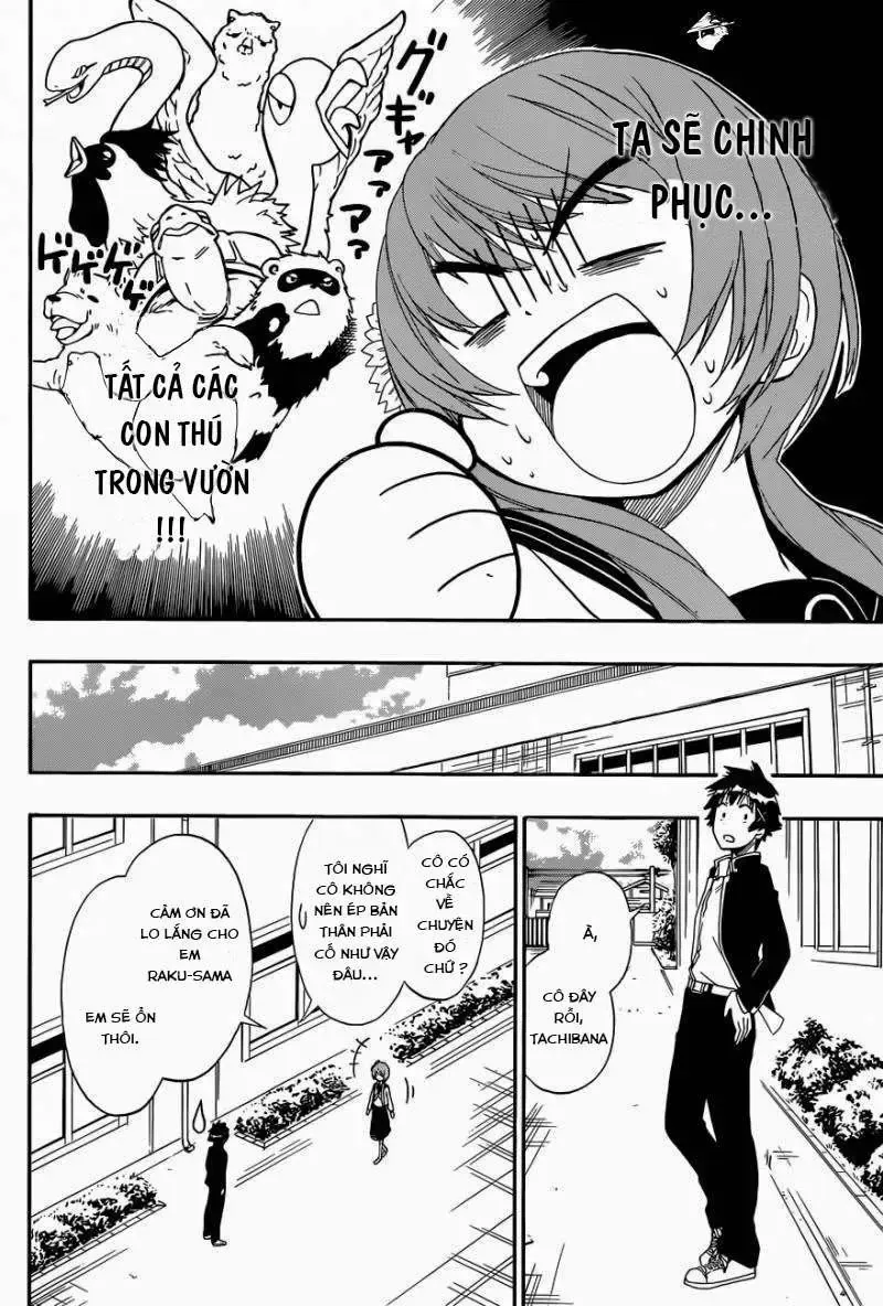 Nisekoi Chap 142 - Next Chap 143