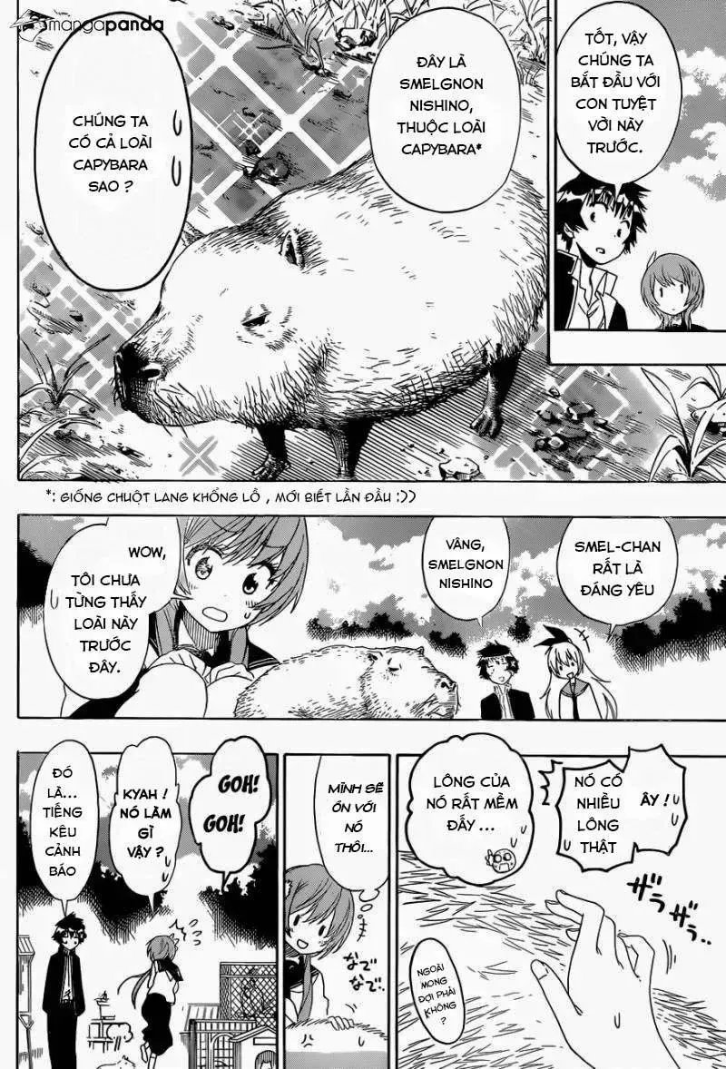 Nisekoi Chap 142 - Next Chap 143