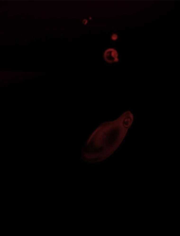 Thanh Kiếm Báo Thù Chap 2 - Next Chap 3